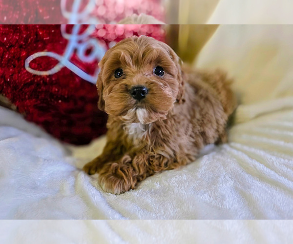 Medium Photo #2 Cockapoo (Miniature) Puppy For Sale in GAP, PA, USA