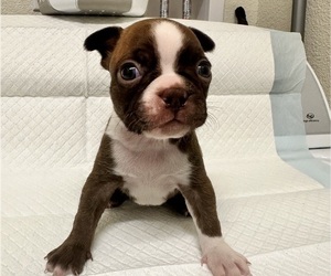 Medium Boston Terrier