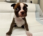 Puppy Puppy 2 Boston Terrier