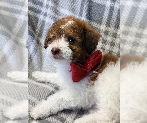 Medium Photo #13 Pom-A-Poo Puppy For Sale in OWINGS, MD, USA