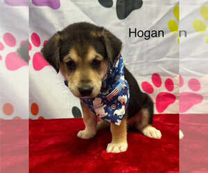 Medium Beagle-Huskies  Mix