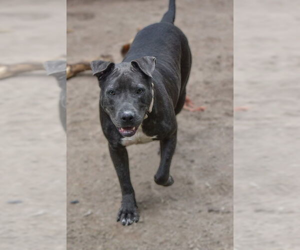Medium Photo #4 American Pit Bull Terrier-Unknown Mix Puppy For Sale in Boston, MA, USA