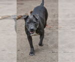 Small #3 American Pit Bull Terrier Mix