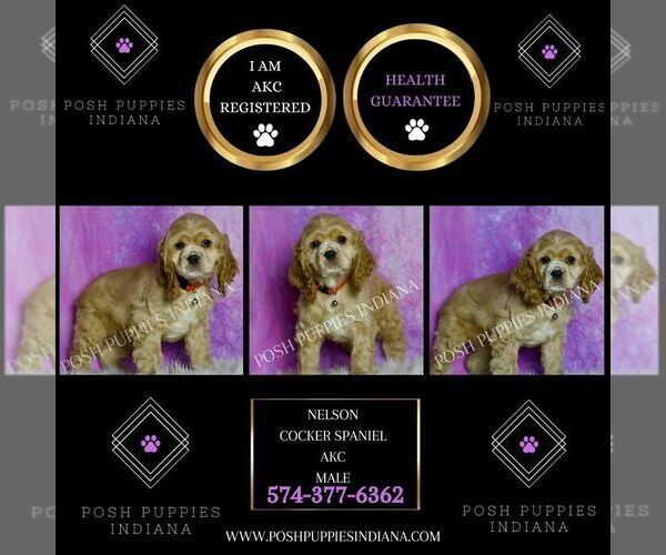 Medium Photo #2 Cocker Spaniel Puppy For Sale in WARSAW, IN, USA