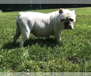 Mother of the English Bulldogge puppies born on 08/12/2019