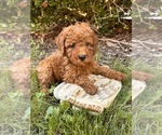 Small #3 Cockapoo