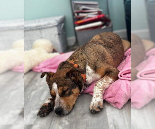 Medium Photo #5 Collie-German Shepherd Dog Mix Puppy For Sale in East Derry, NH, USA