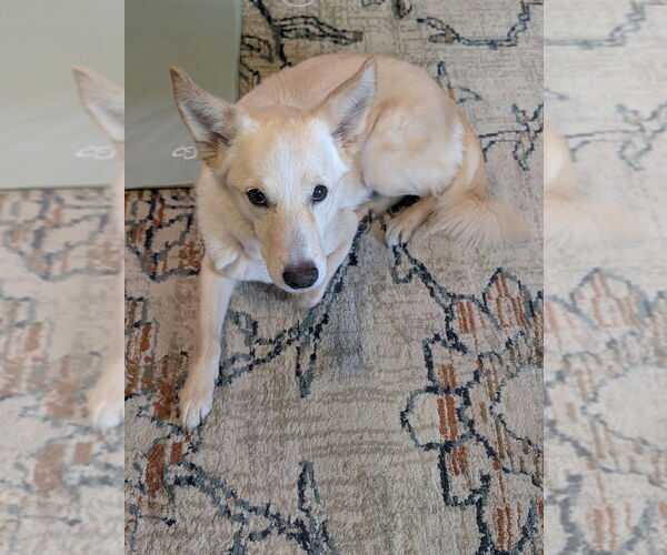Medium Photo #9 German Shepherd Dog-Unknown Mix Puppy For Sale in Bellingham, WA, USA