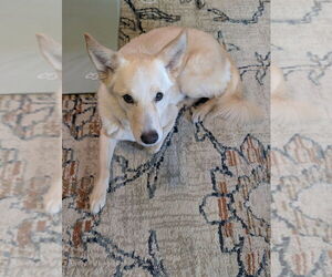 Treble - Male German Shepherd Dog-Unknown Mix Dog for Adoption - Photo #9