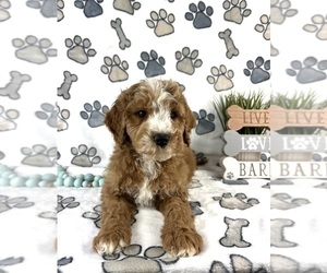 Goldendoodle (Miniature) Puppy for sale in INDIANAPOLIS, IN, USA