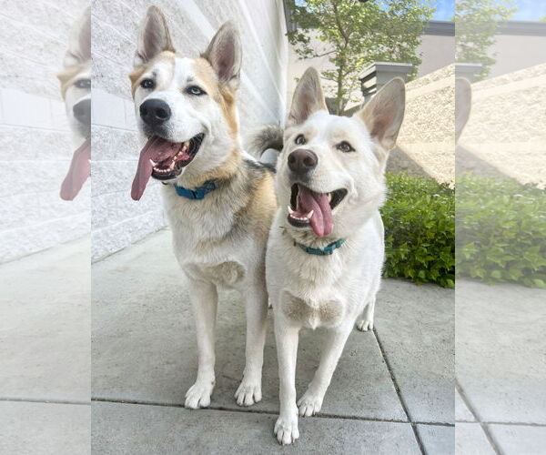 Medium Photo #5 Siberian Husky-Unknown Mix Puppy For Sale in Corona, CA, USA