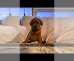 Small #1 Labrador Retriever