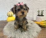 Small #2 Yorkshire Terrier