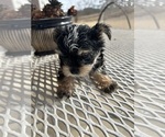 Small #15 Morkie