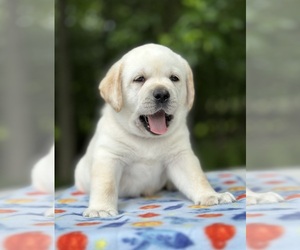 Labrador Retriever Puppy for Sale in MOUNT AIRY, Maryland USA