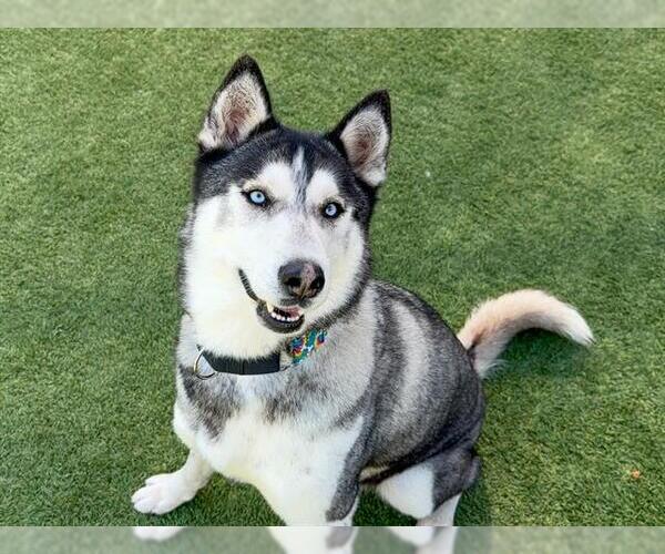 Medium Photo #3 Siberian Husky Puppy For Sale in Orange, CA, USA