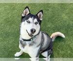 Small Photo #3 Siberian Husky Puppy For Sale in Orange, CA, USA