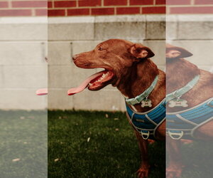 Day Day - Female Mutt Dog for Adoption - Photo #8