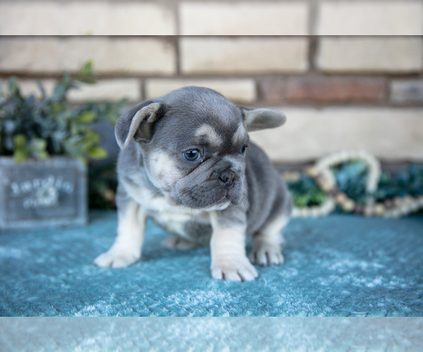 Medium Photo #9 French Bulldog Puppy For Sale in SUGARCREEK, OH, USA