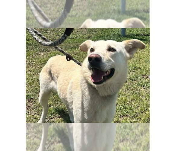 Medium Photo #8 Mutt Puppy For Sale in Abbeville, LA, USA