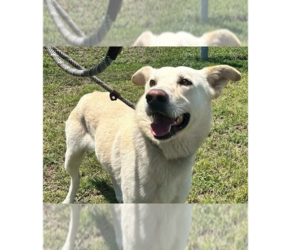 Jude - Male Mutt Dog for Adoption - Photo #8