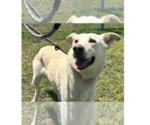 Small Photo #8 Mutt Puppy For Sale in Abbeville, LA, USA