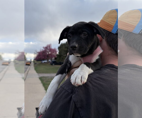 Medium Photo #2 Labrador Retriever-Unknown Mix Puppy For Sale in Aurora, CO, USA