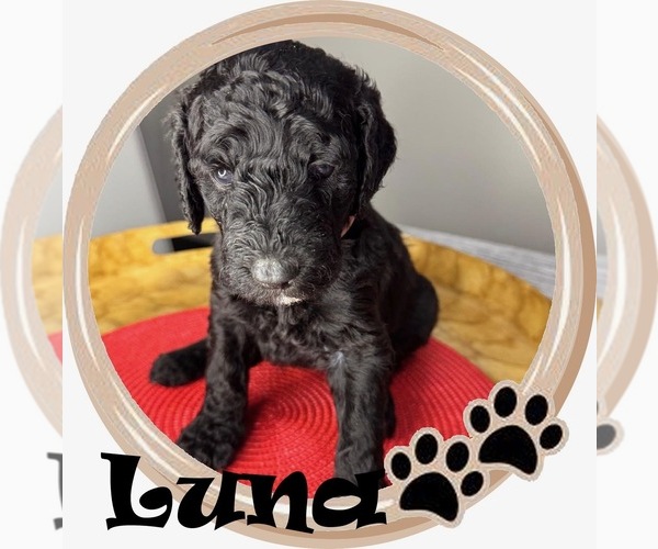 Medium Photo #5 Goldendoodle mix (+ Poodle Standard) Puppy For Sale in SARASOTA, FL, USA