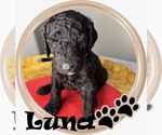 Puppy Luna Goldendoodle mix (+ Poodle Standard)