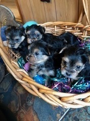 Yorkshire Terrier Puppy for sale in BUCYRUS, MO, USA