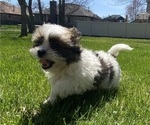 Small #10 Shih Tzu