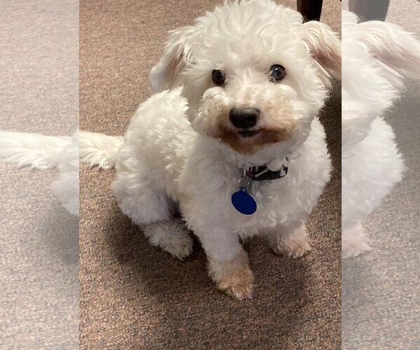 Medium Photo #4 Bichon Frise-Unknown Mix Puppy For Sale in Rootstown, OH, USA