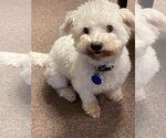 Small #3 Bichon Frise Mix