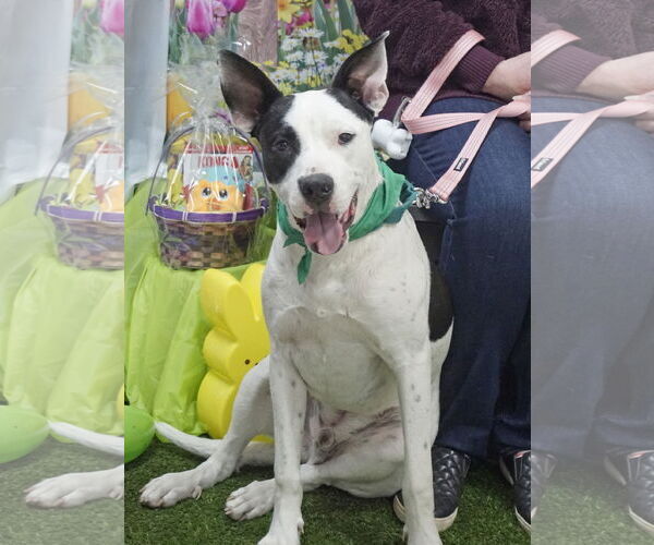 Medium Photo #15 Bullypit Puppy For Sale in Oakhurst, NJ, USA