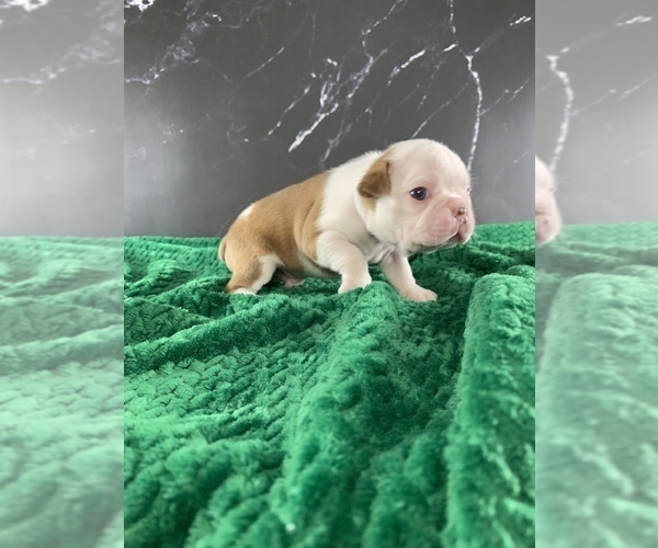 Medium Photo #146 Boston Terrier Puppy For Sale in TULARE, CA, USA
