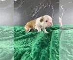 Small Photo #146 Boston Terrier Puppy For Sale in TULARE, CA, USA