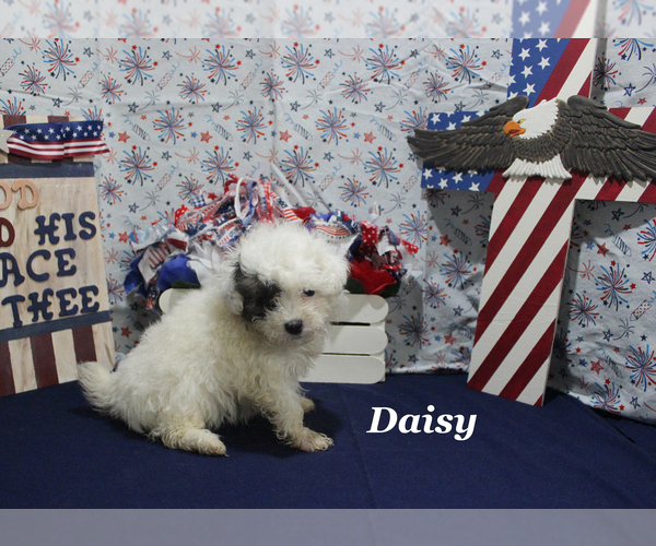 Medium Photo #6 Poodle (Toy) Puppy For Sale in CHANUTE, KS, USA