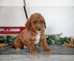 Small Photo #9 Poodle (Miniature) Puppy For Sale in CHRISTIANA, PA, USA