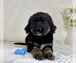 Small #2 Golden Shepherd
