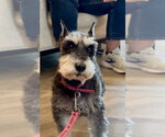 Small Mutt