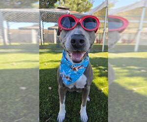 Mutt Dogs for adoption in Downey, CA, USA