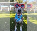 JIRASOL - Female Mutt Dog for Adoption - Small photo