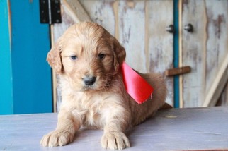 Goldendoodle Puppy for sale in HUDSON, NC, USA
