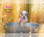Small Photo #4 Miniature Australian Shepherd Puppy For Sale in EUREKA, NV, USA