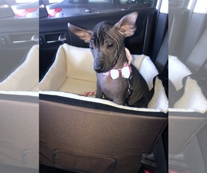 Xoloitzcuintli (Mexican Hairless) Puppy for sale in SAN DIEGO, CA, USA