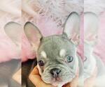 Small #13 French Bulldog