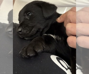 Labrador Retriever Puppy for sale in OSYKA, MS, USA