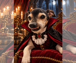 Branley - Male Rat Terrier Dog for Adoption - Small photo