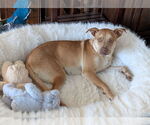 Small #4 Labrador Retriever Mix