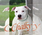 Small #2 American Pit Bull Terrier